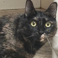 Harriet - Photo 1