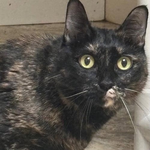 HARRIET - Domestic Short Hair for adoption in Carrollton