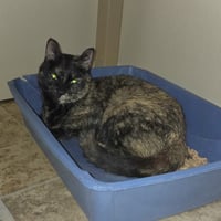 Harriet - Photo 2