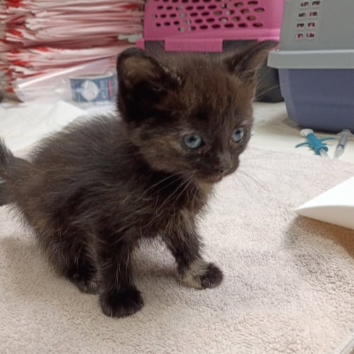 CHUNNU - Domestic Short Hair available for adoption