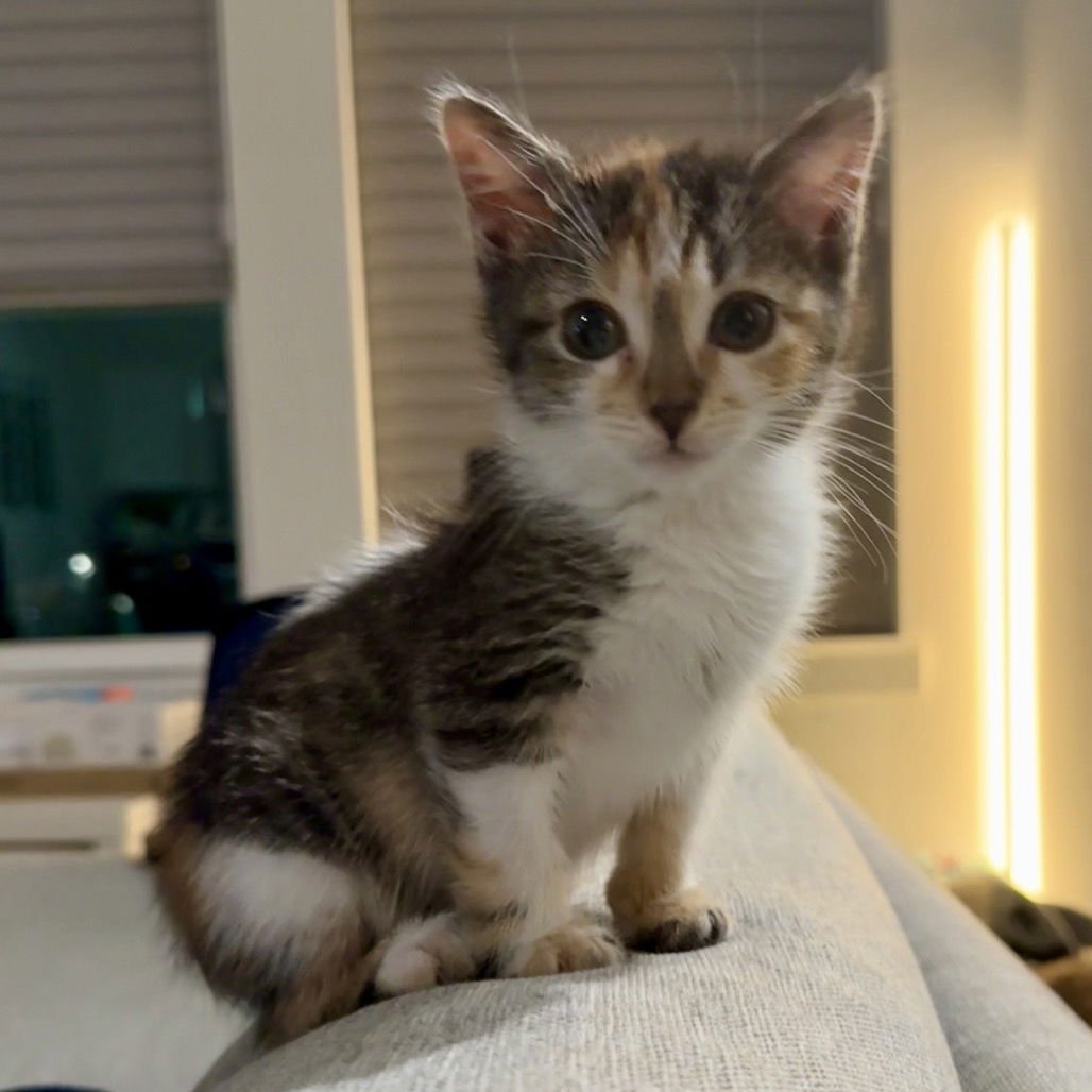 CHARDONNAY - Domestic Short Hair available for adoption