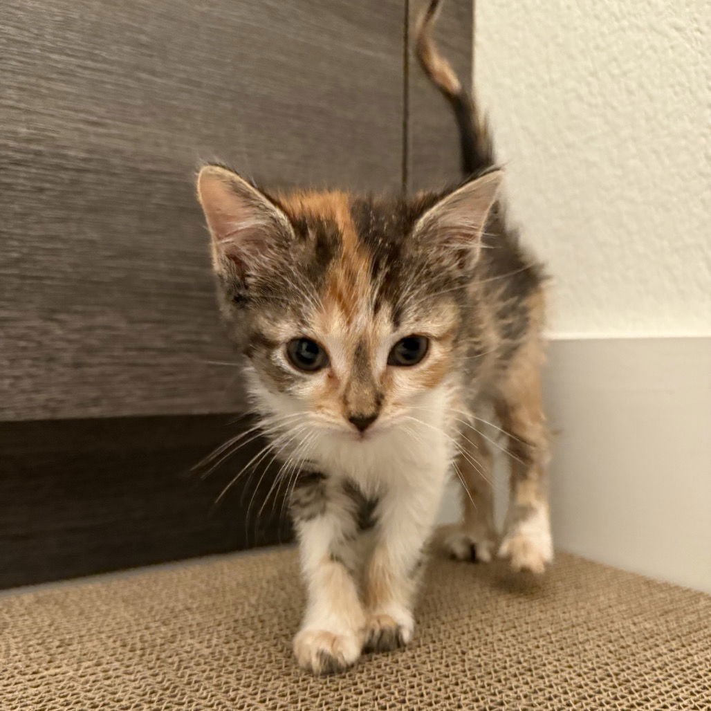 CHARDONNAY - Domestic Short Hair available for adoption