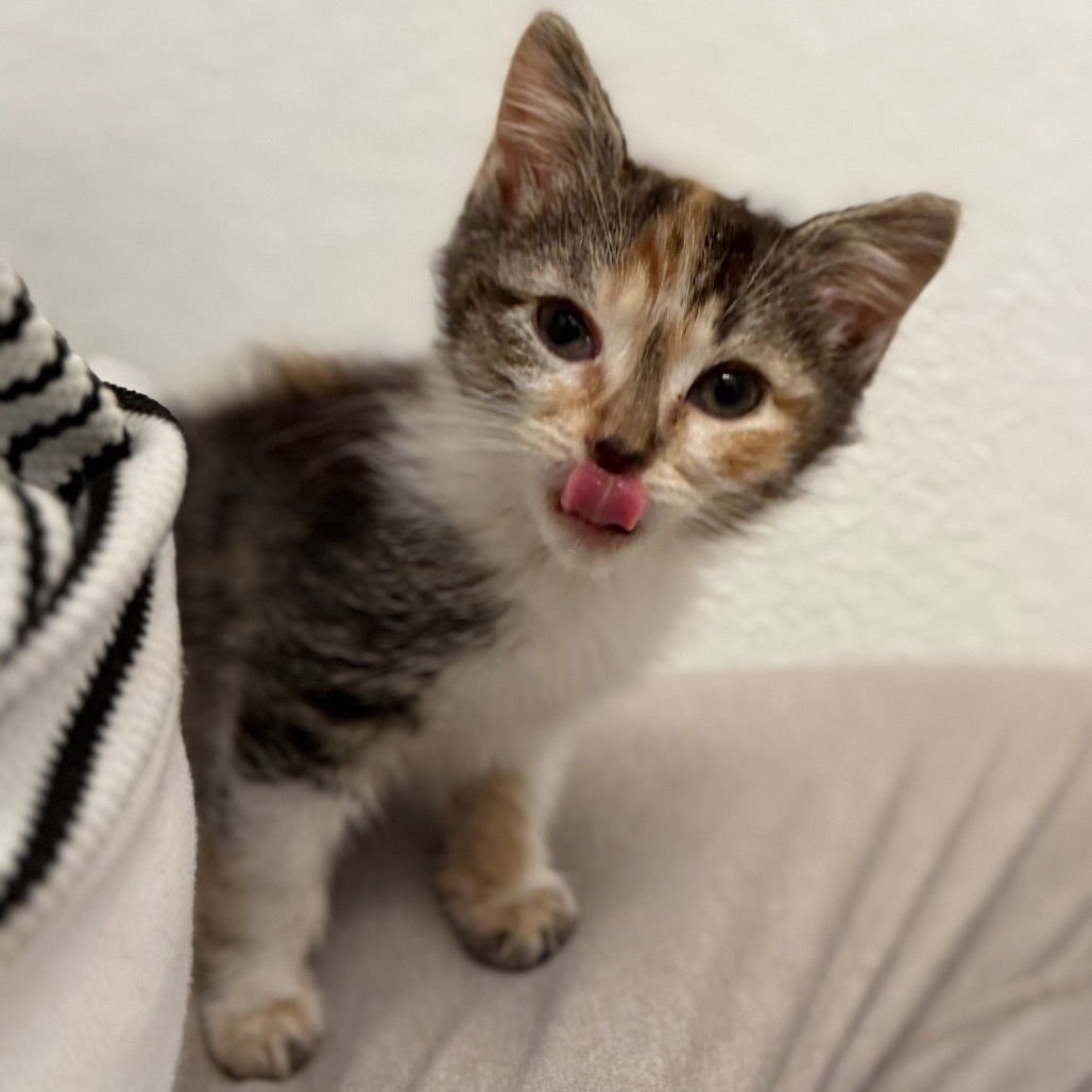 Chardonnay - Photo 3