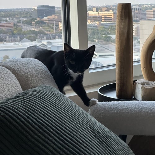 AFFOGATO - Domestic Short Hair available for adoption