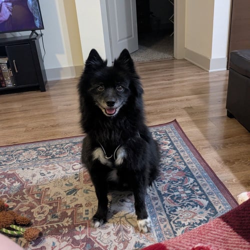 FINN IX (NEW DIGS) - Spitz available for adoption