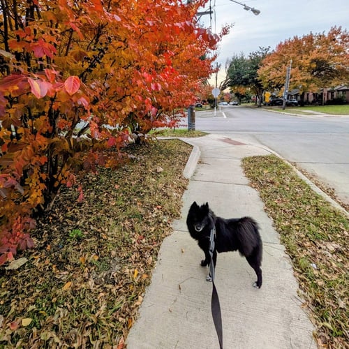 FINN IX (NEW DIGS) - Spitz available for adoption