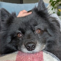 Finn IX (New Digs) - Photo 3