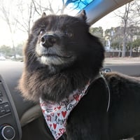 Finn IX (New Digs) - Photo 4