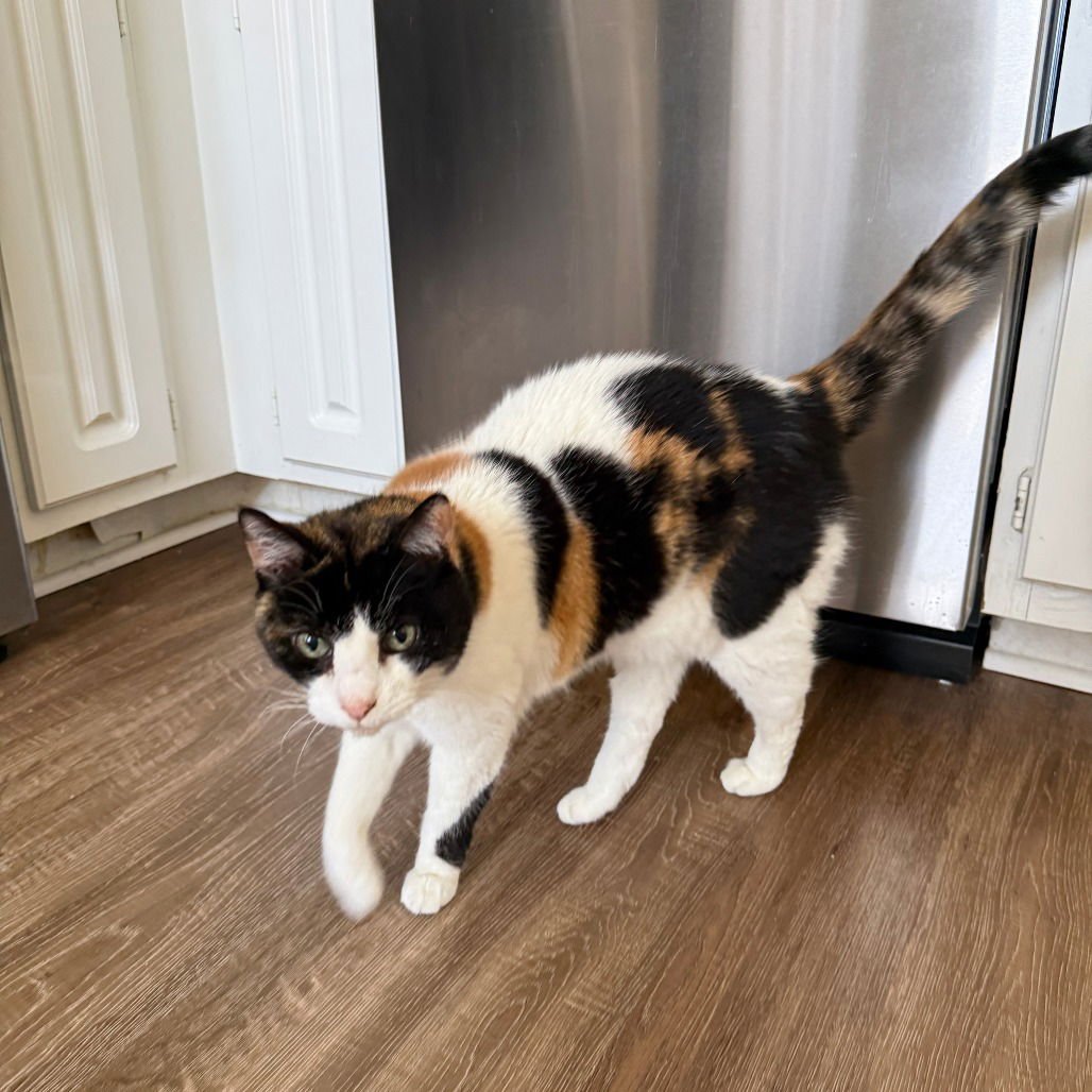 THEODORA (NEW DIGS) - Domestic Short Hair available for adoption