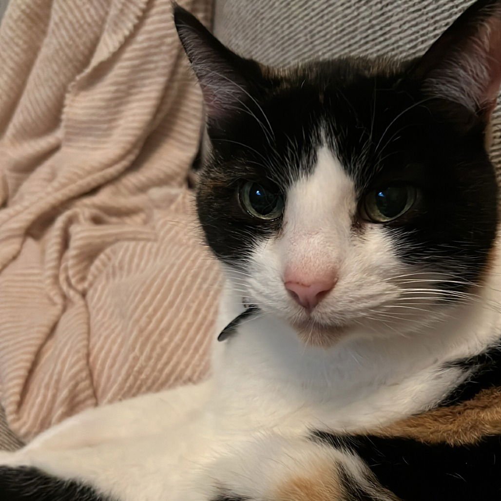 THEODORA (NEW DIGS) - Domestic Short Hair available for adoption