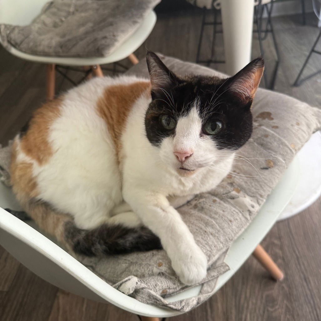 Theodora (New Digs) - Photo 3