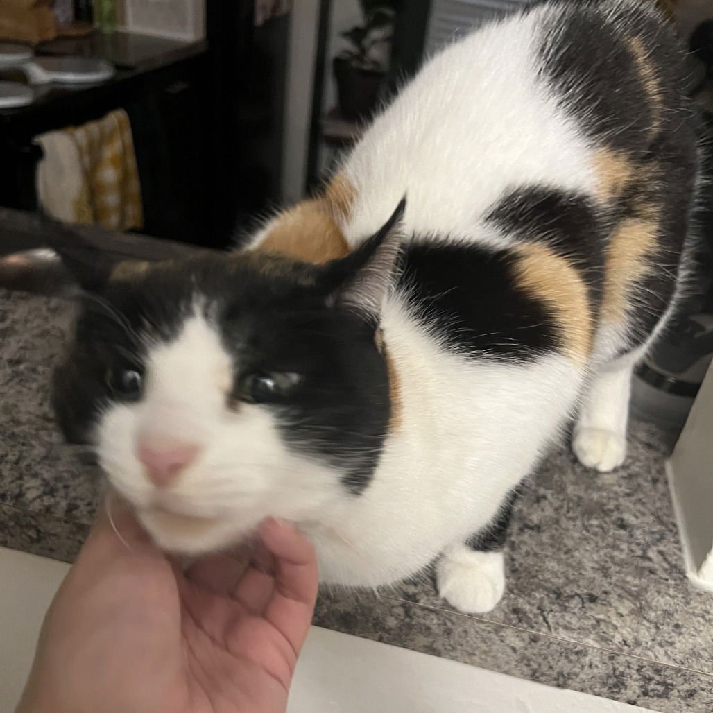 Theodora (New Digs) - Photo 4