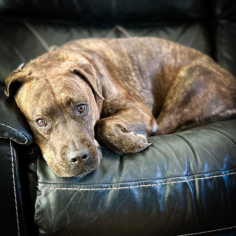 REESE (NEW DIGS) - Plott Hound available for adoption