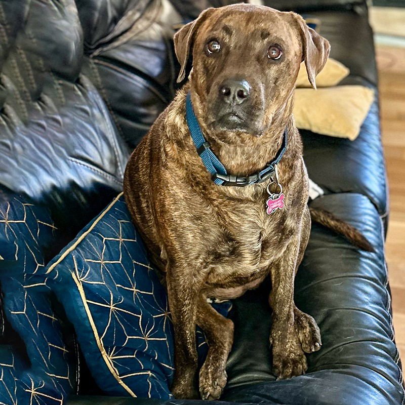 REESE (NEW DIGS) - Plott Hound available for adoption