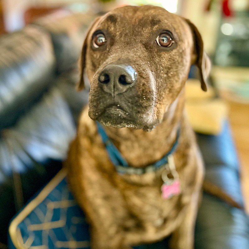 Reese (New Digs) - Photo 4