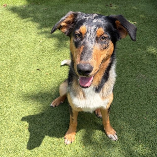 AZRIEL - Terrier available for adoption