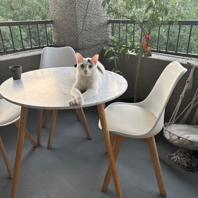 QUESO - Domestic Short Hair available for adoption