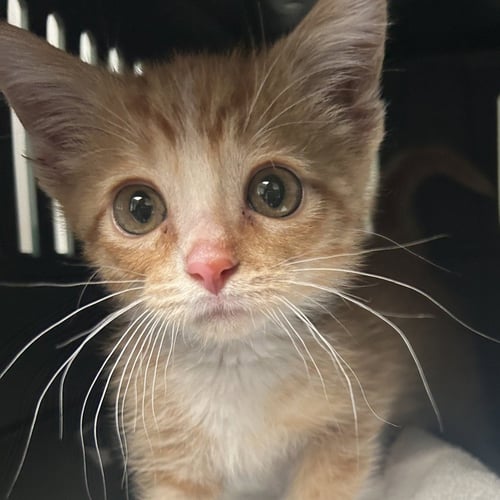 FRED - Domestic Short Hair available for adoption