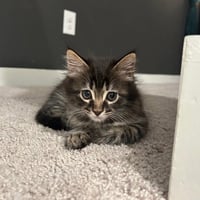 Artemis - Photo 1