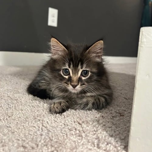 ARTEMIS - Domestic Short Hair available for adoption