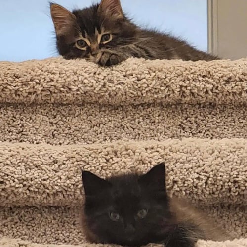 ARTEMIS - Domestic Short Hair available for adoption