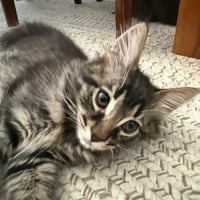 Artemis - Photo 4