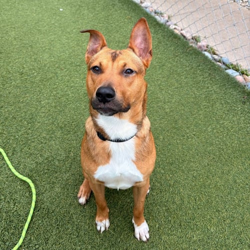 BAGEL - Terrier available for adoption