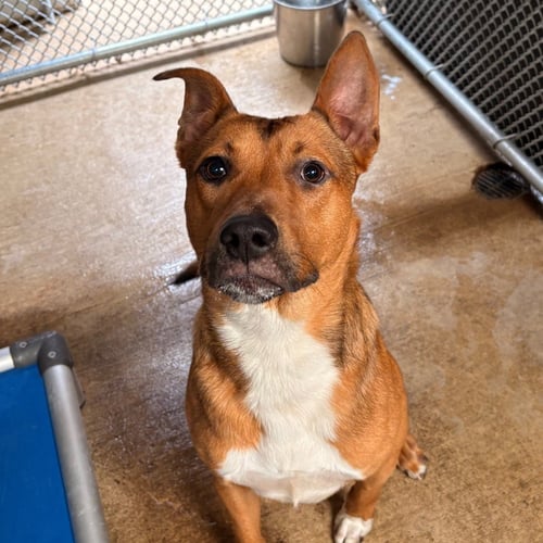BAGEL - Terrier available for adoption