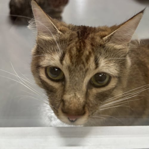 MARGRET - Domestic Long Hair available for adoption