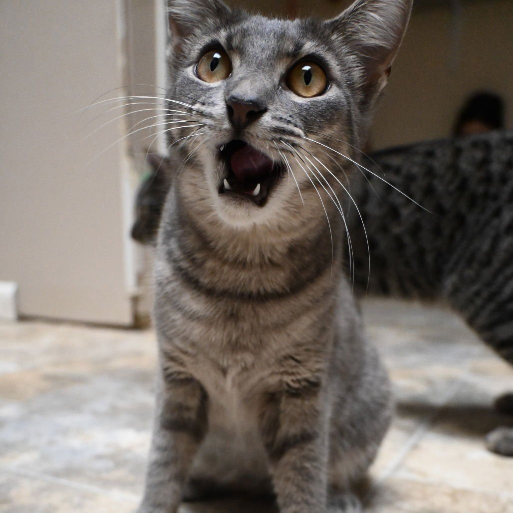 TWIZZLE - Domestic Short Hair available for adoption