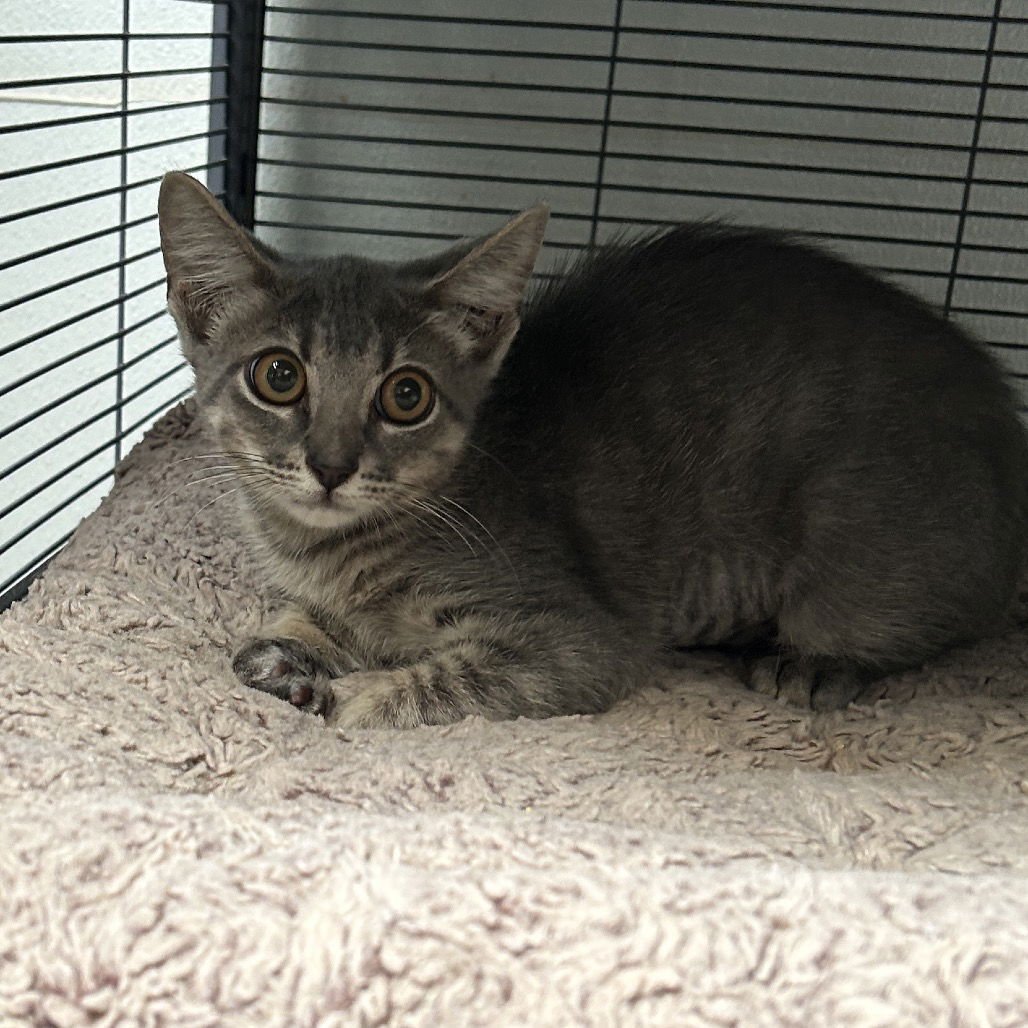 TWIZZLE - Domestic Short Hair available for adoption