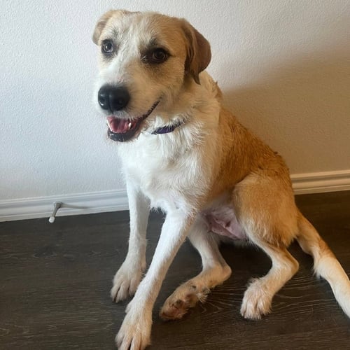 WELLSY - Terrier available for adoption