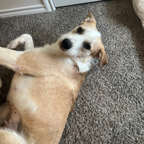 WELLSY - Terrier available for adoption