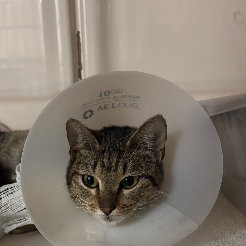 TRINITY - Domestic Short Hair available for adoption