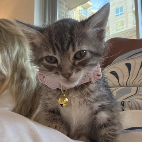 PIGLET - Domestic Short Hair available for adoption