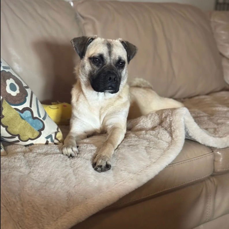 BEIGNET - Terrier available for adoption