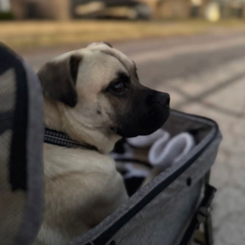 BEIGNET - Terrier available for adoption