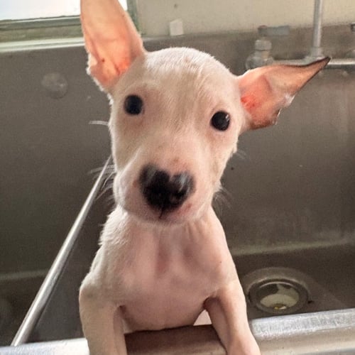 BLOSSOM - Terrier available for adoption