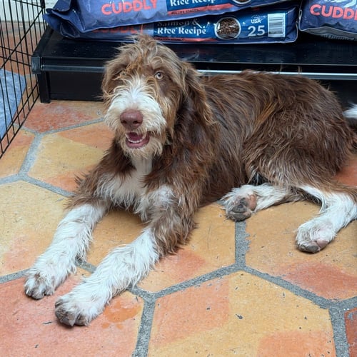ALANIS - Shepherd available for adoption
