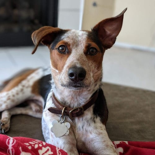 ZEKE VI (NEW DIGS) - Shepherd available for adoption