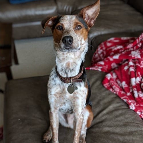 ZEKE VI (NEW DIGS) - Shepherd available for adoption