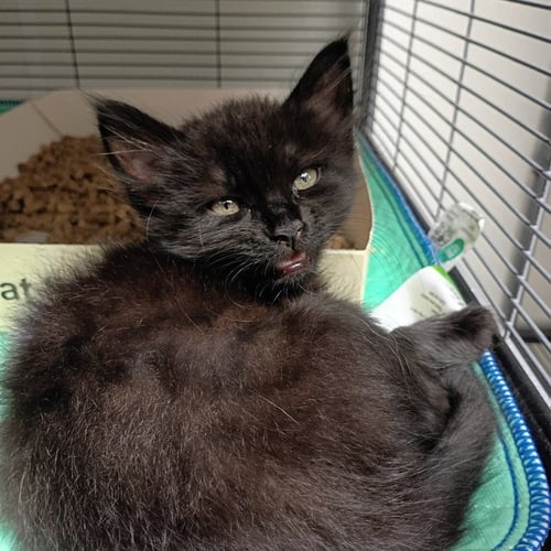 CINDERELLA - Domestic Short Hair available for adoption
