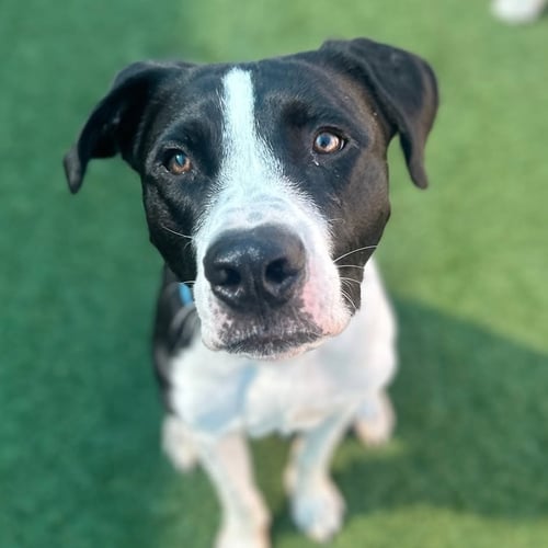 RALPHIE - Terrier available for adoption