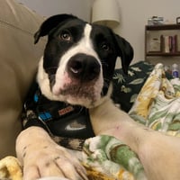 Ralphie - Photo 4