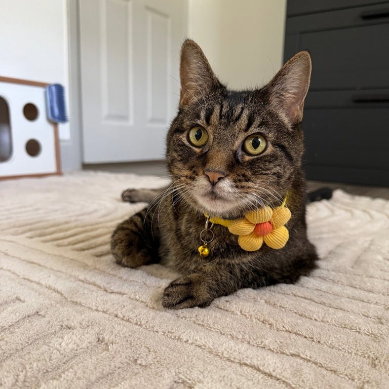 Suki Image