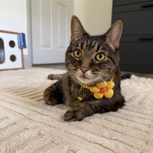 SUKI - Domestic Short Hair for adoption in Denton