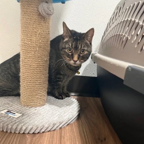 SUKI - Domestic Short Hair available for adoption