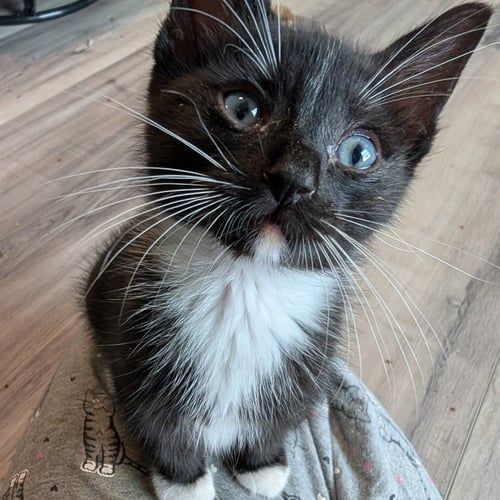 GOURD - Domestic Short Hair available for adoption