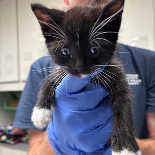 GOURD - Domestic Short Hair available for adoption