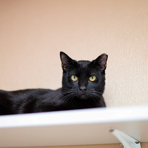 BIKINI - Domestic Short Hair available for adoption